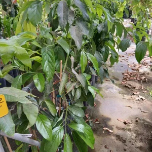 Online Aguacate Reed en Mallorca - Vivero Can Juanito
