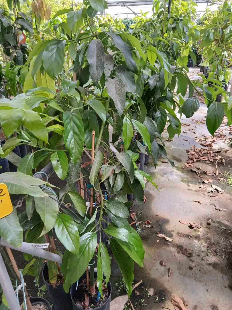 online aguacate reed 60017088 2 Online Aguacate Reed en Mallorca - Vivero Can Juanito