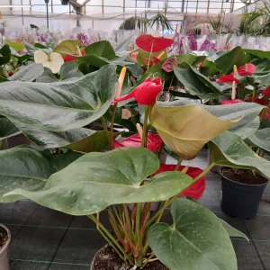 Online Anturio en maceta pequeña (Anthurium andreanum) en Mallorca - Vivero Can Juanito