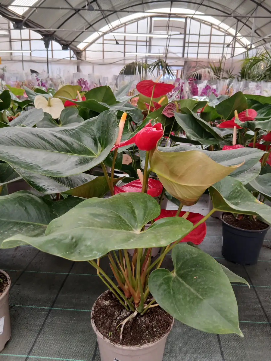 online anturio en maceta pequena anthurium andreanum 87982 2 Online Anturio en maceta pequeña (Anthurium andreanum) en Mallorca - Vivero Can Juanito