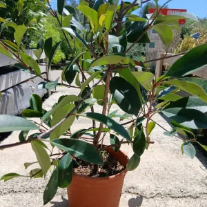 Online Arbusto fotinia roja (Photinia fraseri Red Robin) en Mallorca - Vivero Can Juanito