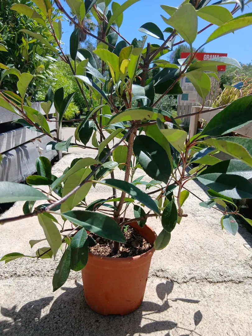Online Arbusto fotinia roja (Photinia fraseri Red Robin) en Mallorca - Vivero Can Juanito