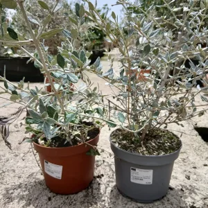 Online Arbusto teucrium (Teucrium fruticans) en Mallorca - Vivero Can Juanito