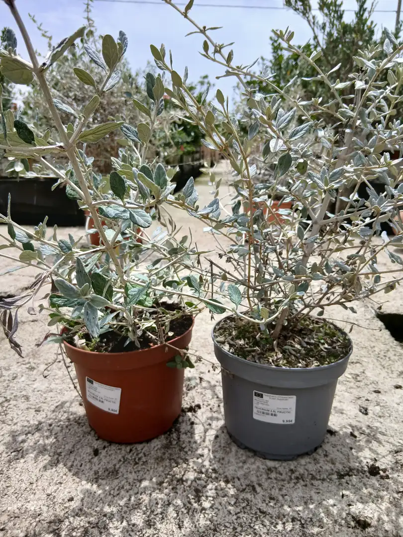 online arbusto teucrium teucrium fruticans 79503 2 Online Arbusto teucrium (Teucrium fruticans) en Mallorca - Vivero Can Juanito