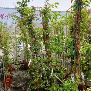 Online Bouganvillea sanderiana con tutor en Mallorca - Vivero Can Juanito