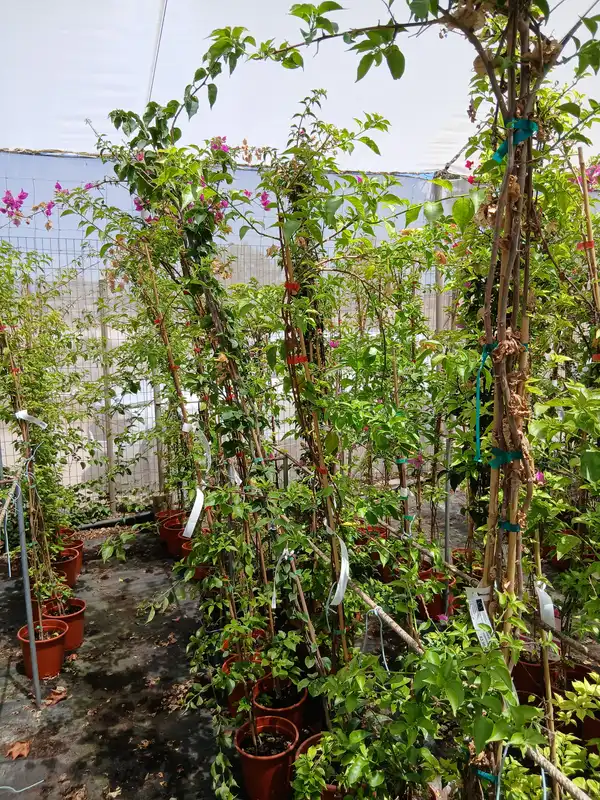 Online Bouganvillea sanderiana con tutor en Mallorca - Vivero Can Juanito