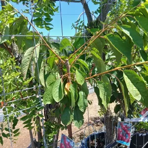 Online Cerezo Picota (Prunus Cerasus) en Mallorca - Vivero Can Juanito