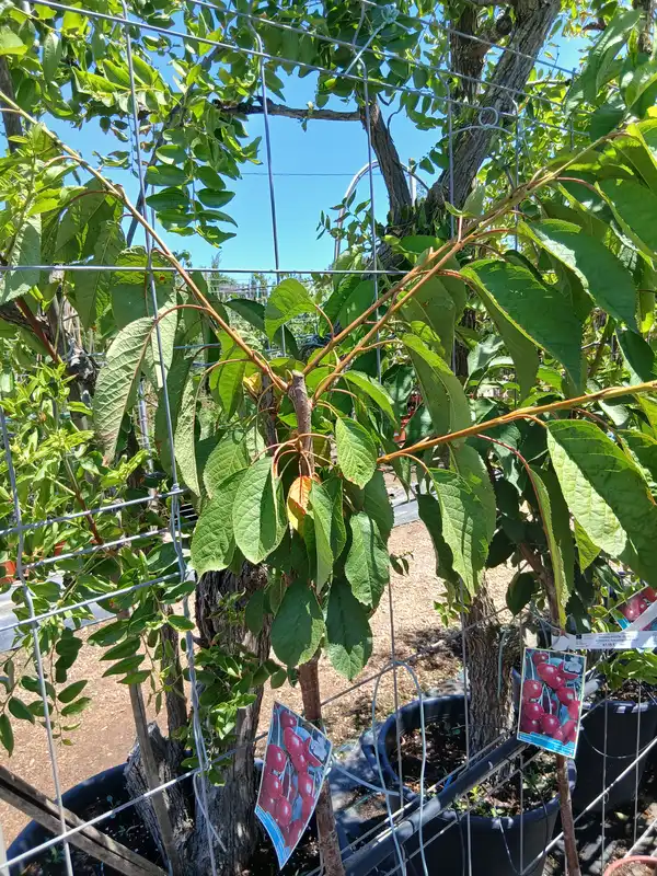 online cerezo picota prunus cerasus 60000274 2 Online Cerezo Picota (Prunus Cerasus) en Mallorca - Vivero Can Juanito