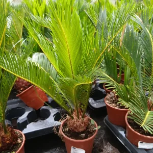 Online Cica (Cycas revoluta) en Mallorca - Vivero Can Juanito