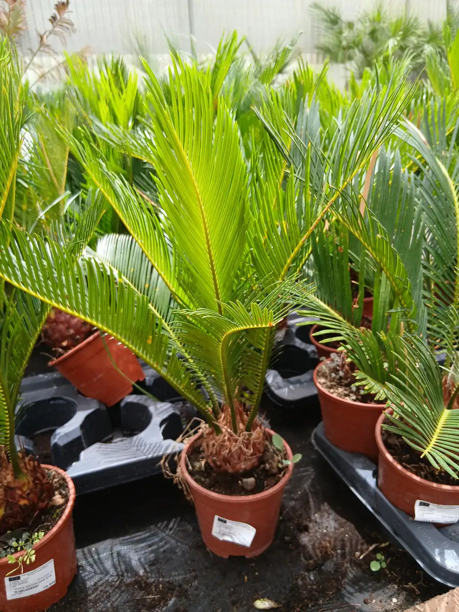 online cica cycas revoluta 60011021 2 Online Cica (Cycas revoluta) en Mallorca - Vivero Can Juanito