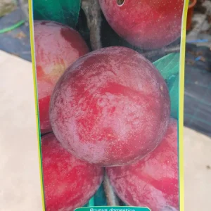 Online Ciruelo Santa Rosa (Prunus Domestica) en Mallorca - Vivero Can Juanito