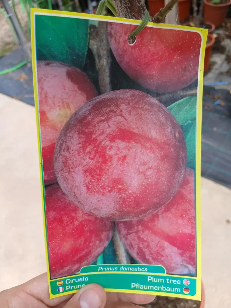 Online Ciruelo Santa Rosa (Prunus Domestica) en Mallorca - Vivero Can Juanito
