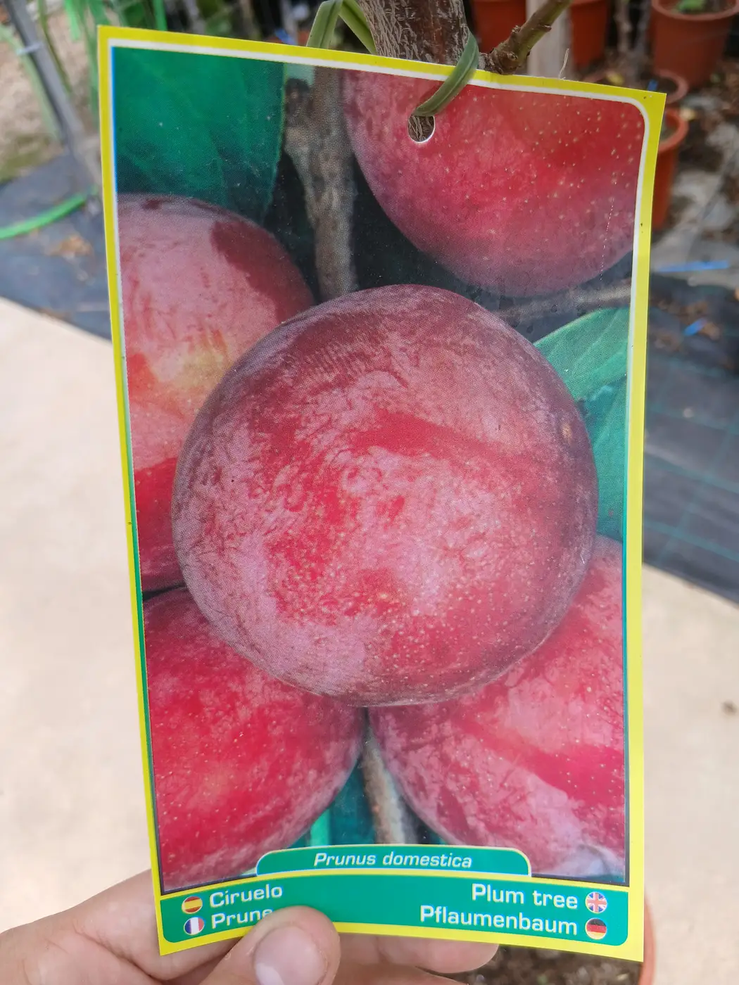 Online Ciruelo Santa Rosa (Prunus Domestica) en Mallorca - Vivero Can Juanito