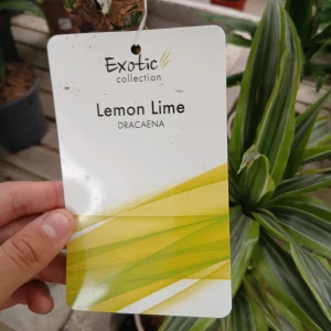 Online Dracaena Lemon Lime en Mallorca - Vivero Can Juanito