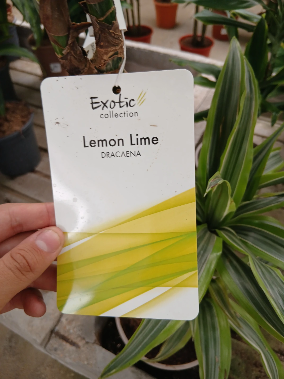 Online Dracaena Lemon Lime en Mallorca - Vivero Can Juanito