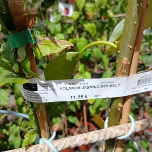Online Falso jazmín con tutor (Solanum jasminoides) en Mallorca - Vivero Can Juanito