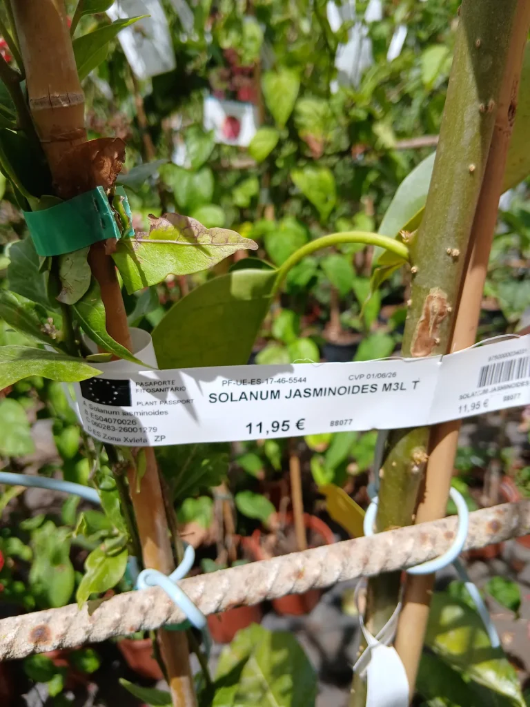 Online Falso jazmín con tutor (Solanum jasminoides) en Mallorca - Vivero Can Juanito