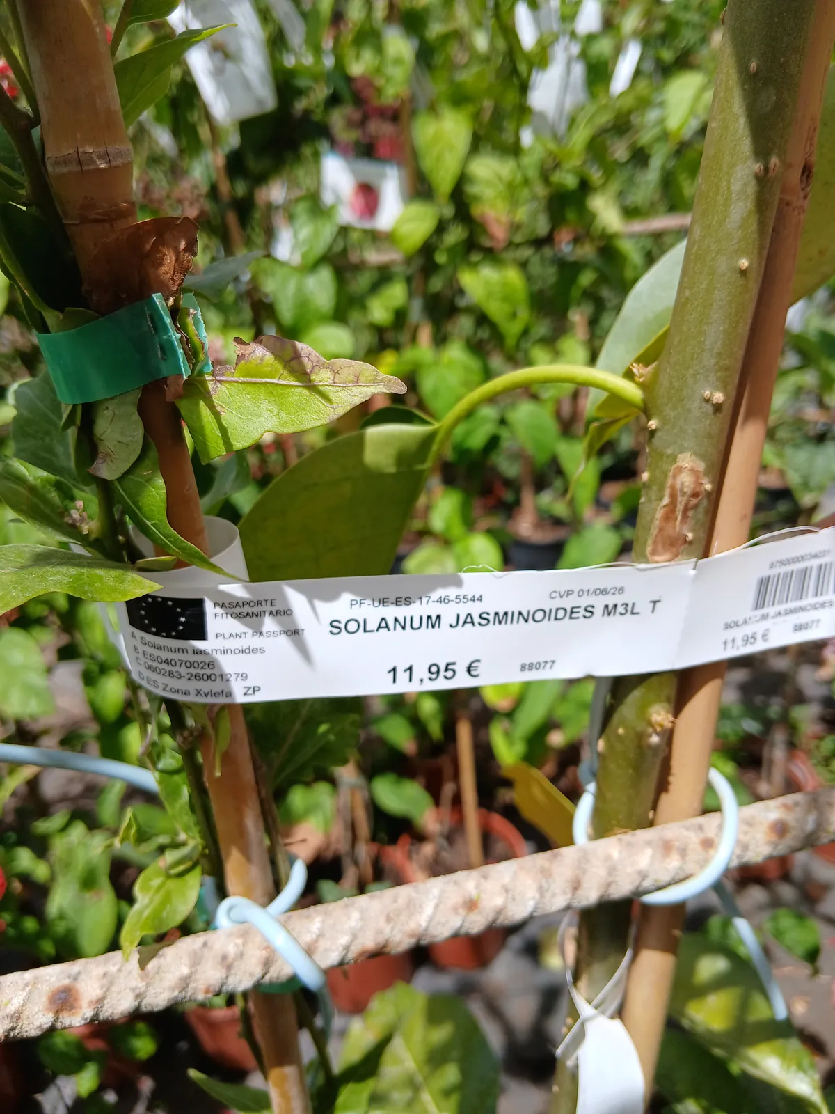 Online Falso jazmín con tutor (Solanum jasminoides) en Mallorca - Vivero Can Juanito