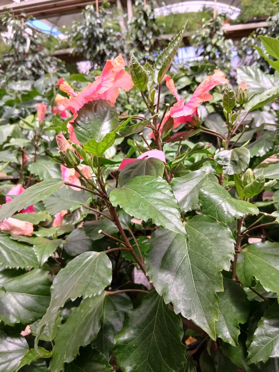 online hibiscus hibiscus rosa sinensis 0060021989 2 Online Hibiscus (Hibiscus rosa-sinensis) en Mallorca - Vivero Can Juanito