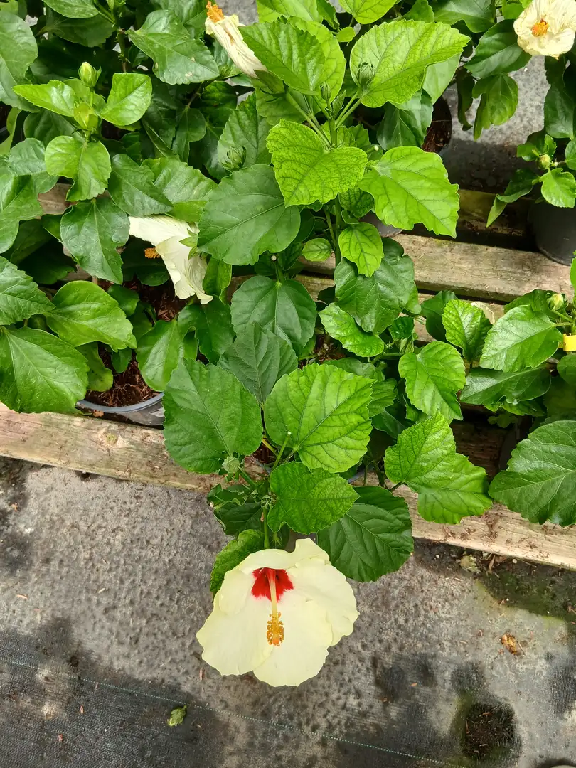 online hibiscus hibiscus rosa sinensis 84526 2 Online Hibiscus (Hibiscus rosa-sinensis) en Mallorca - Vivero Can Juanito