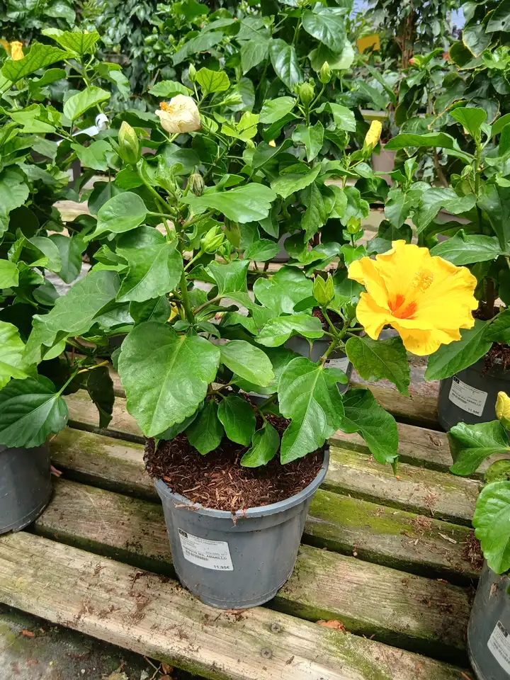online hibiscus hibiscus rosa sinensis 87252 2 Online Hibiscus (Hibiscus rosa-sinensis) en Mallorca - Vivero Can Juanito