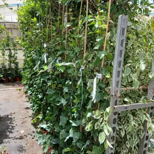 Online Hiedra canaria con tutor (Hedera canariensis) en Mallorca - Vivero Can Juanito