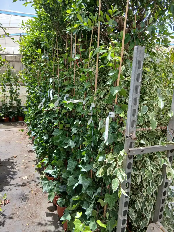 Online Hiedra canaria con tutor (Hedera canariensis) en Mallorca - Vivero Can Juanito