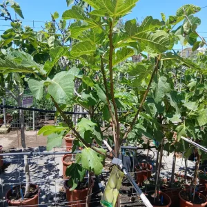 Online Higuera (Ficus Lyrata) en Mallorca - Vivero Can Juanito