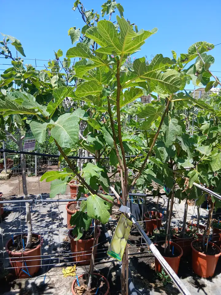 online higuera ficus lyrata 0060019299 2 Online Higuera (Ficus Lyrata) en Mallorca - Vivero Can Juanito