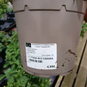 Online Lantana Camara en Mallorca - Vivero Can Juanito