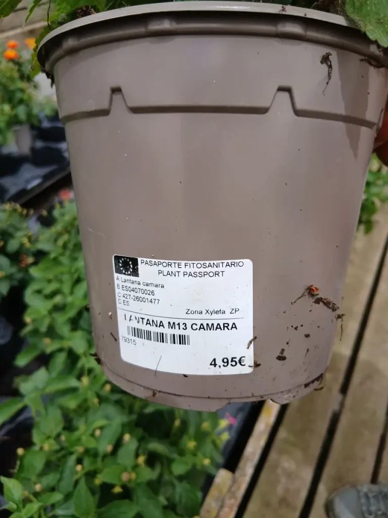 Online Lantana Camara en Mallorca - Vivero Can Juanito