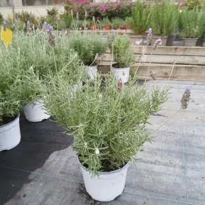 Online Lavanda Dentata en Mallorca - Vivero Can Juanito