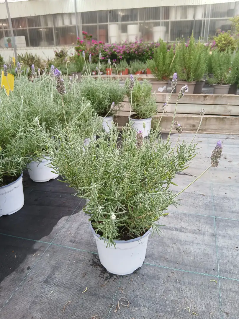 online lavanda dentata 86683 2 Online Lavanda Dentata en Mallorca - Vivero Can Juanito