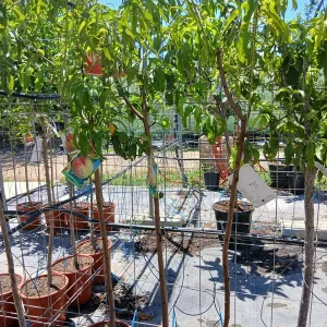 Online Melocotonero Baby Gold (Prunus Persica) en Mallorca - Vivero Can Juanito