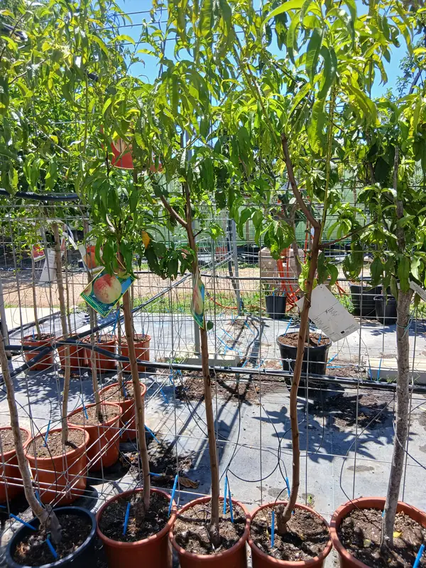 Online Melocotonero Baby Gold (Prunus Persica) en Mallorca - Vivero Can Juanito