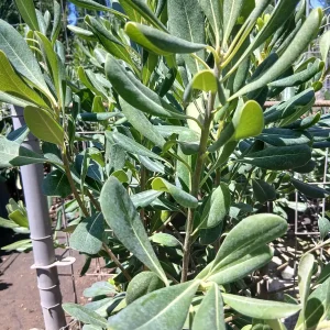 Online Myoporum Antorchasis en Mallorca - Vivero Can Juanito