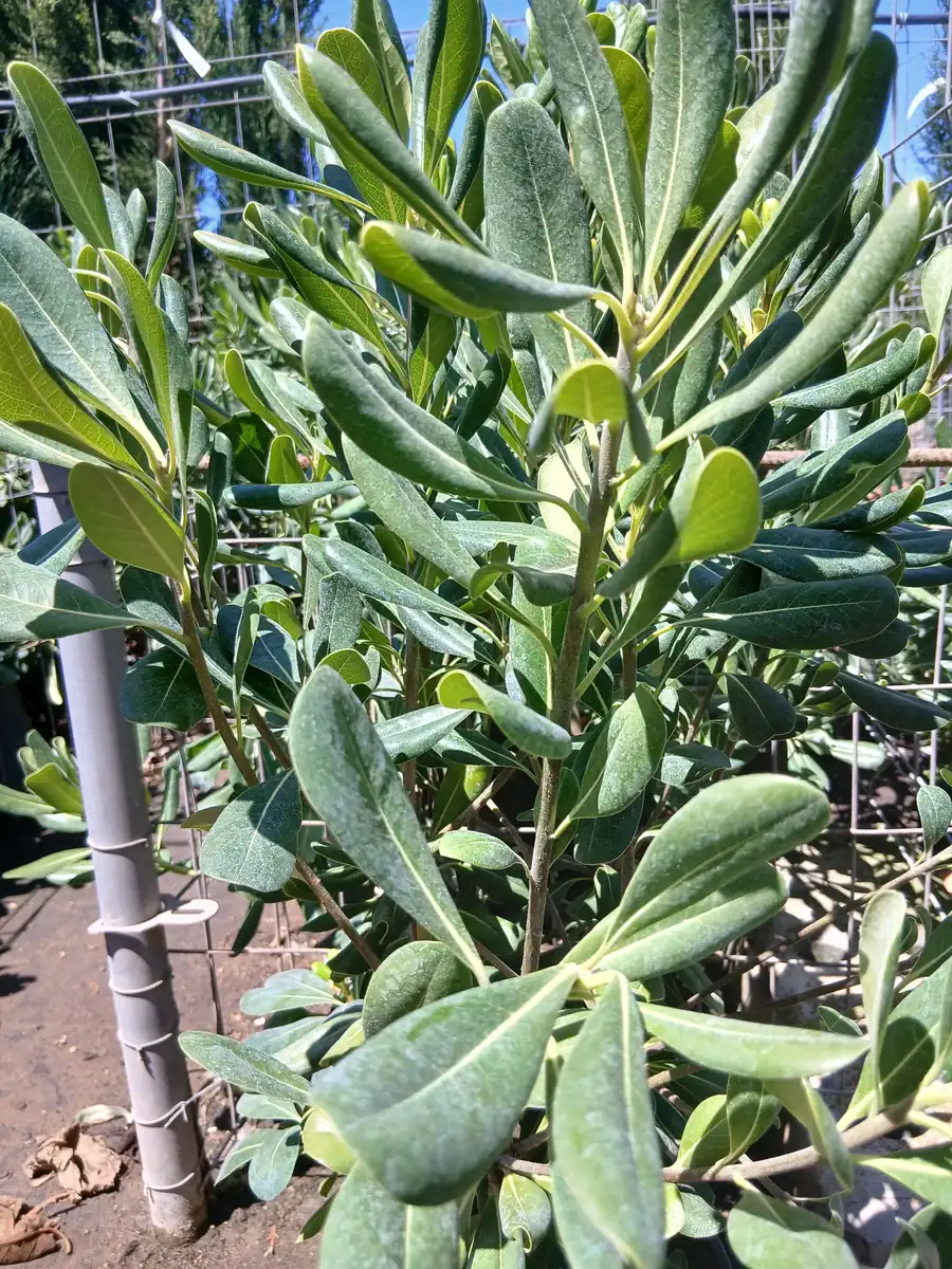 Online Myoporum Antorchasis en Mallorca - Vivero Can Juanito
