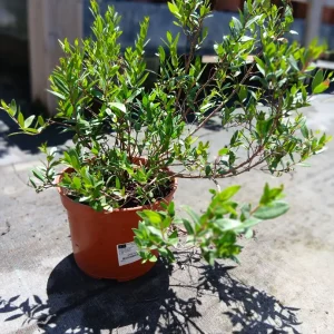 Online Myrtus en Mallorca - Vivero Can Juanito