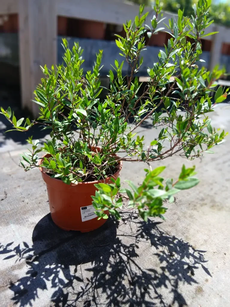 Online Myrtus en Mallorca - Vivero Can Juanito