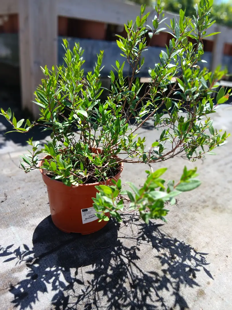 Online Myrtus en Mallorca - Vivero Can Juanito