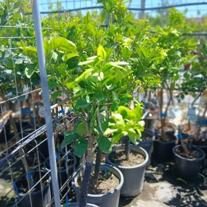 Online Naranjo dulce (Citrus sinensis) en Mallorca - Vivero Can Juanito