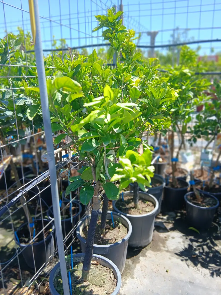 online naranjo dulce citrus sinensis 60100c22z 2 Online Naranjo dulce (Citrus sinensis) en Mallorca - Vivero Can Juanito