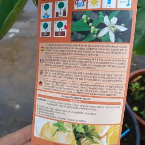 Online Naranjo Navelina en Mallorca - Vivero Can Juanito