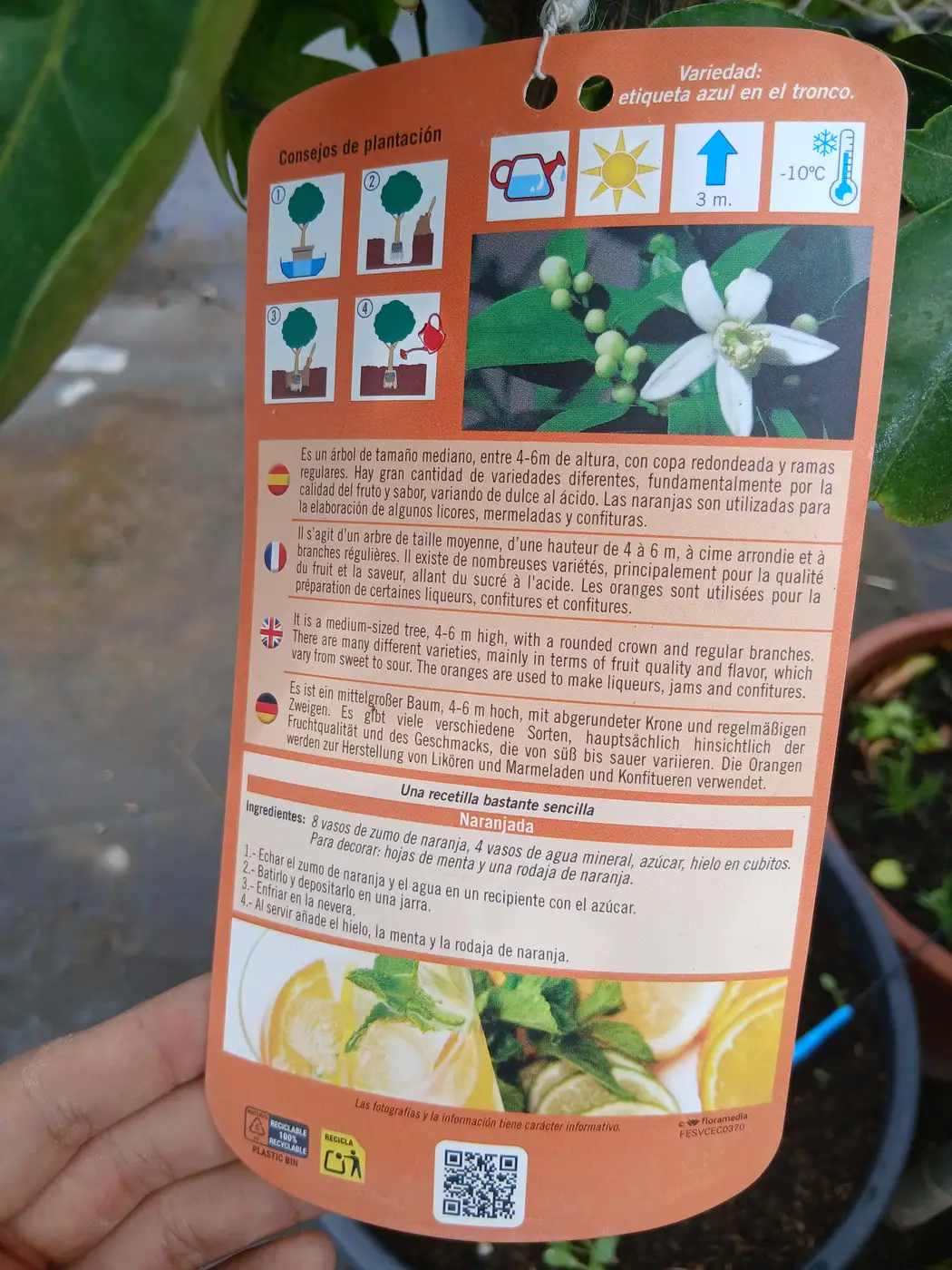 Online Naranjo Navelina en Mallorca - Vivero Can Juanito