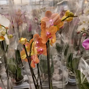 Online Orquídea Phalaenopsis en Mallorca - Vivero Can Juanito