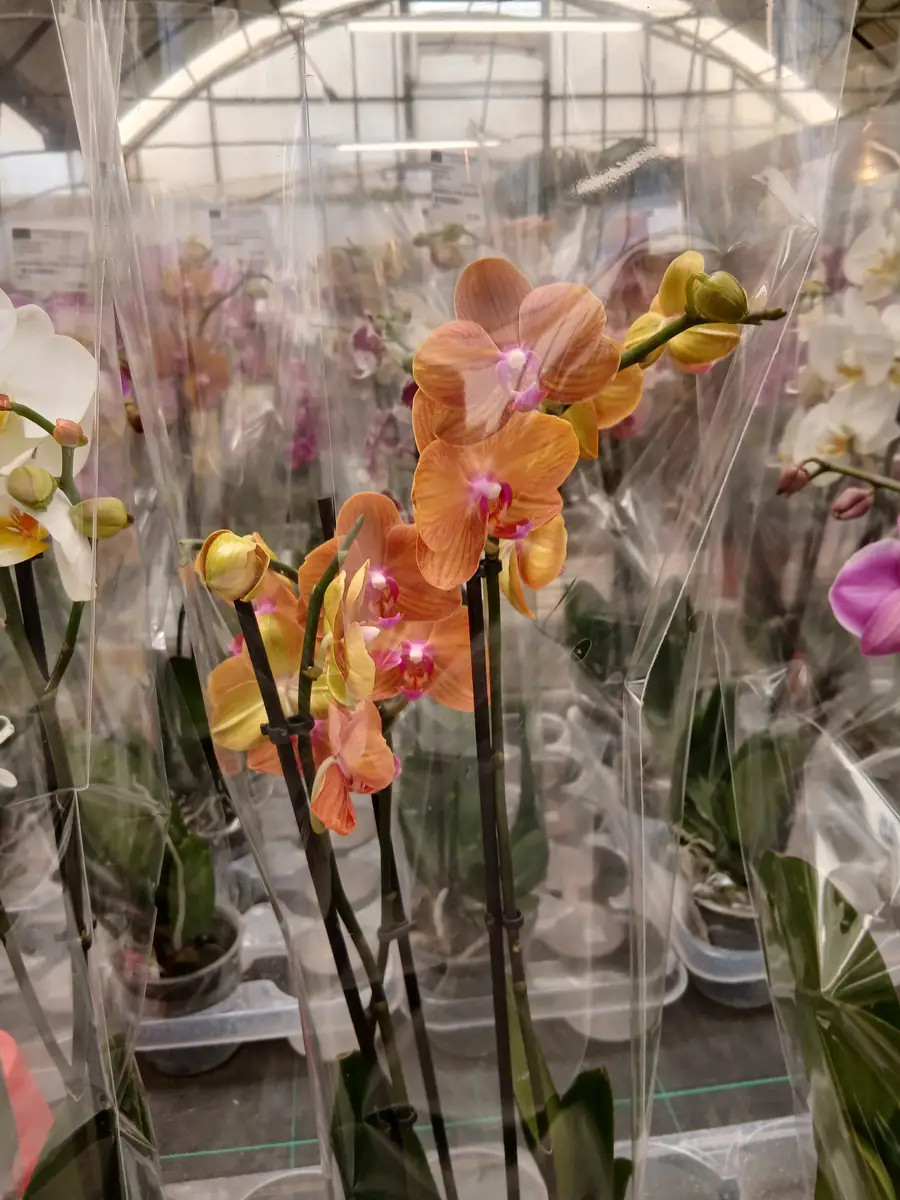 Online Orquídea Phalaenopsis en Mallorca - Vivero Can Juanito