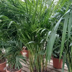 Online Palmera Areca (Dypsis lutescens) en Mallorca - Vivero Can Juanito