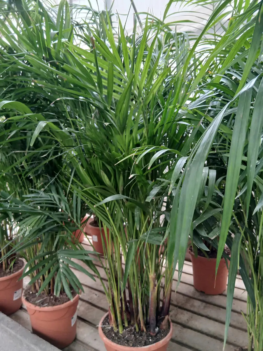 online palmera areca dypsis lutescens 60004565 2 Online Palmera Areca (Dypsis lutescens) en Mallorca - Vivero Can Juanito