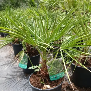 Online Palmito (Chamaerops humilis) en Mallorca - Vivero Can Juanito