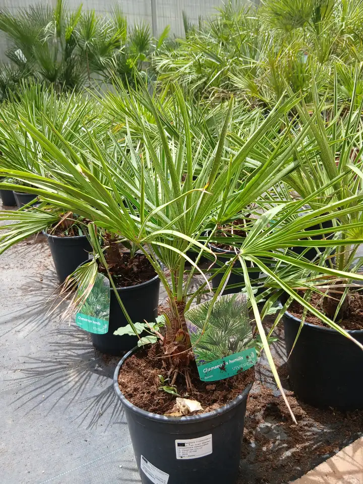 online palmito chamaerops humilis 60004560 2 Online Palmito (Chamaerops humilis) en Mallorca - Vivero Can Juanito